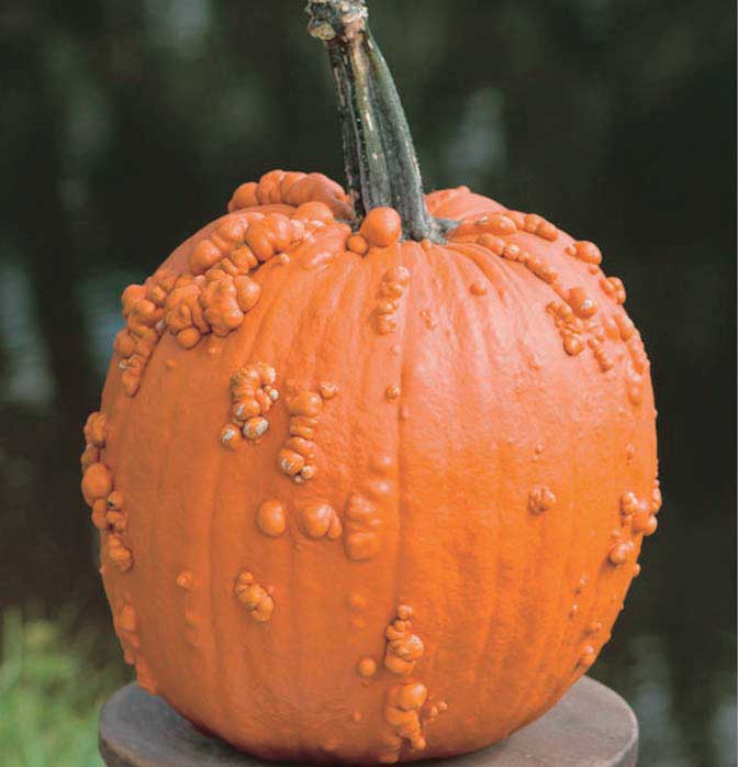 Knucklehead Pumpkin Cucurbita maxima seeds for garden planting